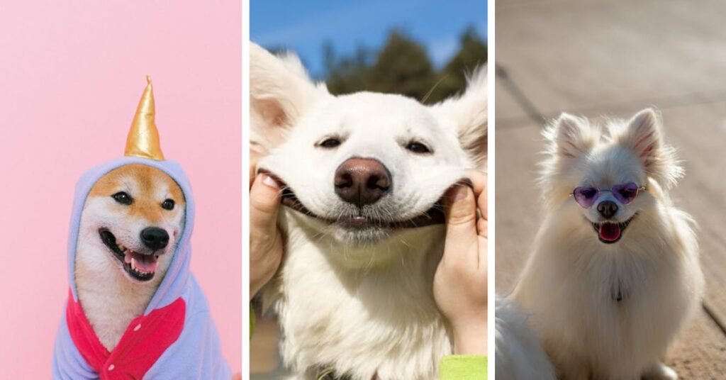 Different Types of Dog Memes People Love