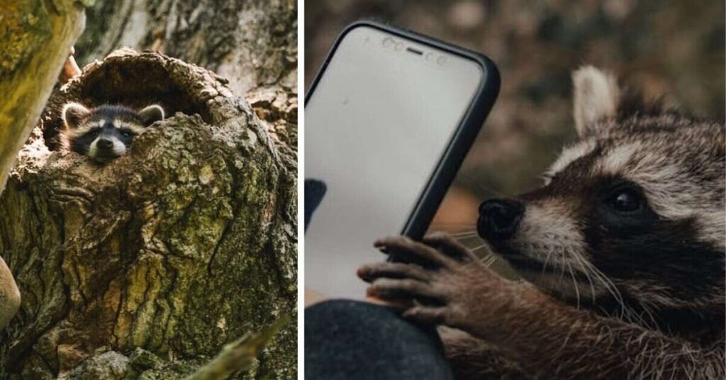 Famous Possum Meme Formats That Went Viral