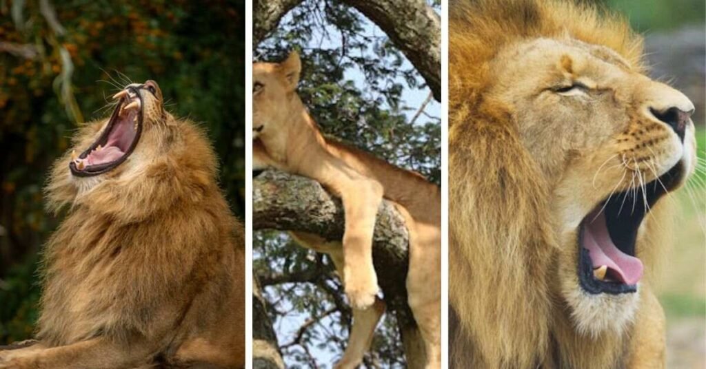 Popular Versions of The Lion Meme