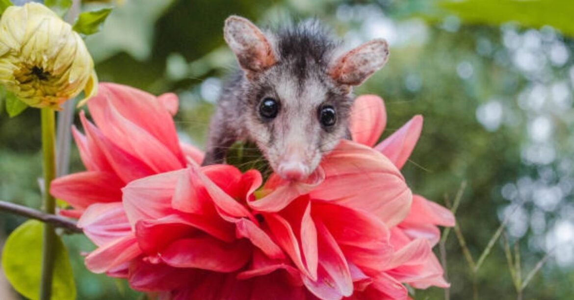 Possum Memes
