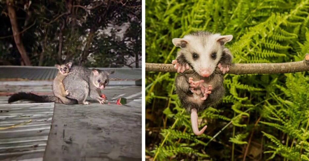 The Rise of Possum Humor on Social Media