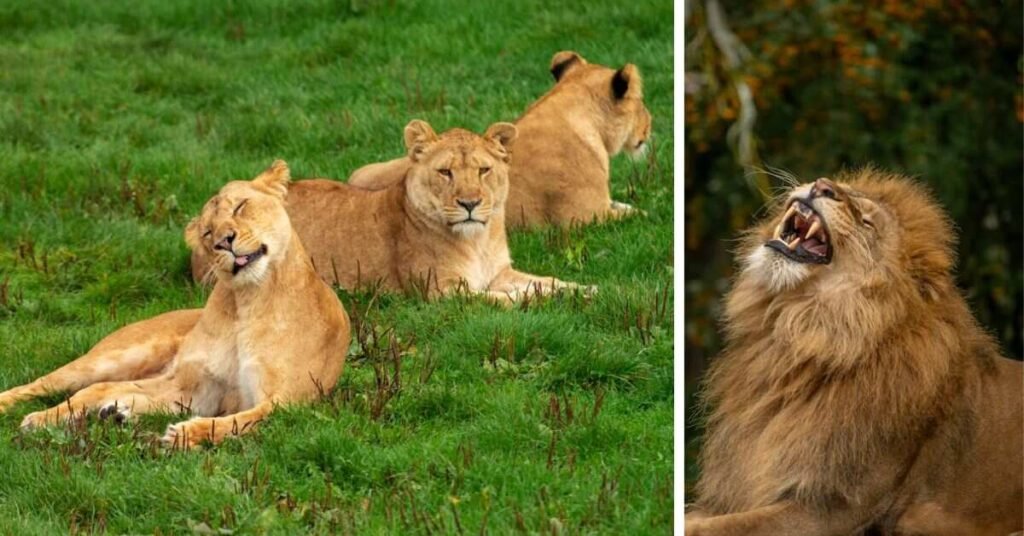 What Does The Lion Meme Mean?