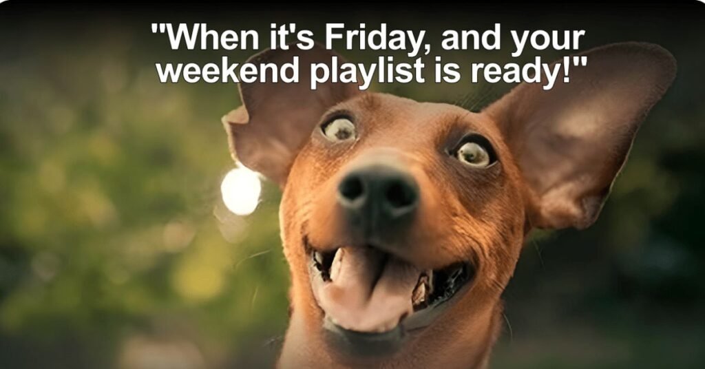 Friday Meme Funny Content Is So Popular