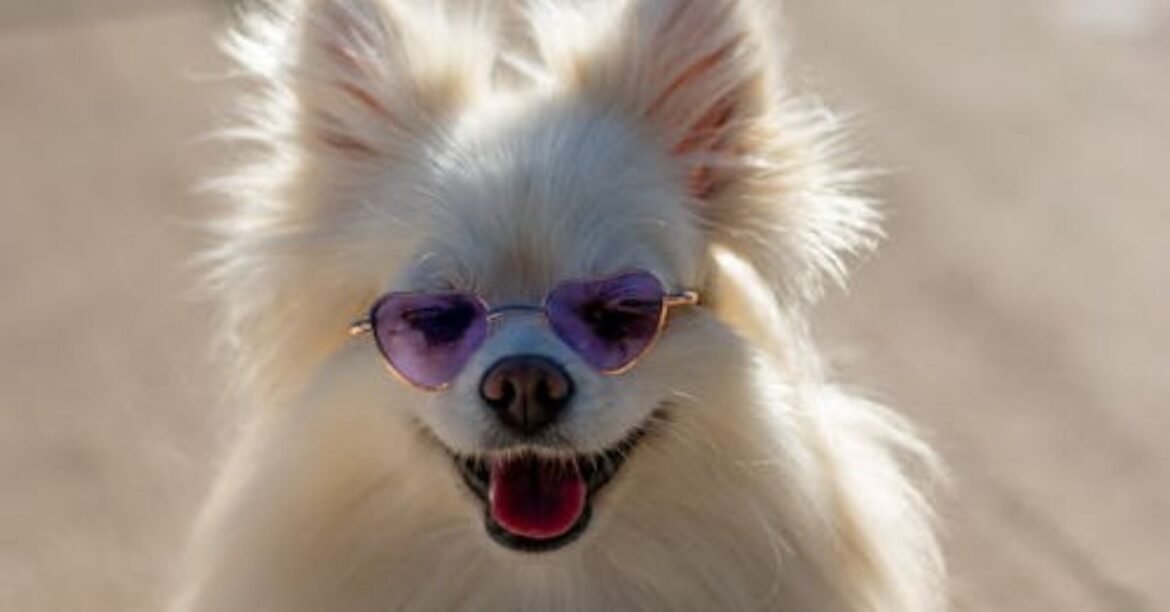 funny dog memes