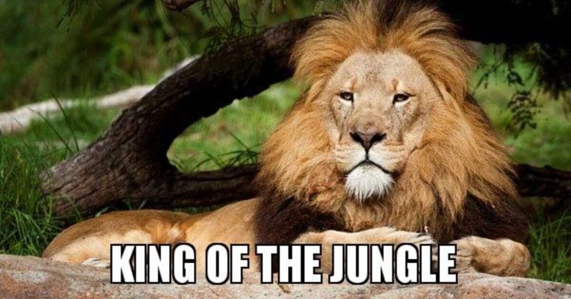 the lion meme