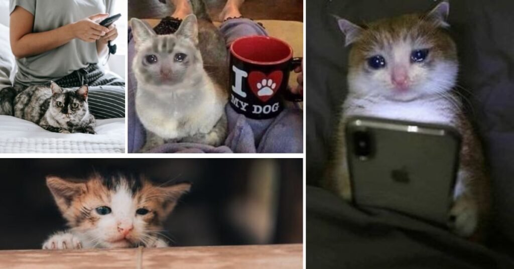Different Types of Crying Cat Meme Content on Social Media