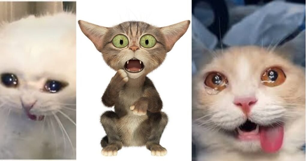What Is the Crying Cat Meme?