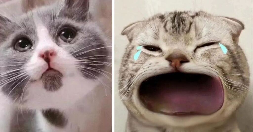  the Crying Cat Meme Became So Popular Online